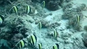 Scuba diving in Zanzibar, Mnemba Island. Дайвинг на острове Мнемба, Занзибар.