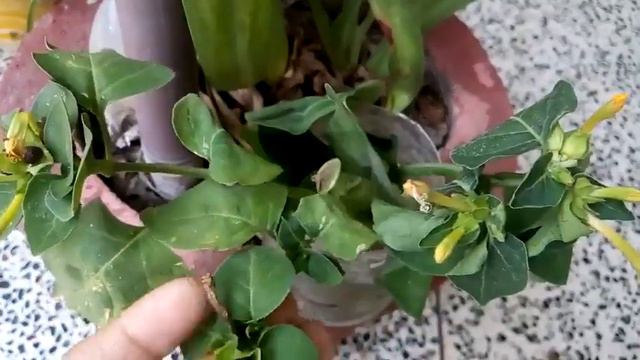 358 - How to grow n care 4 O'clock, Mirabilis Jalapa, Beauty of the night, Gul Abbas, Gulbassi (Hin смотреть онлайн