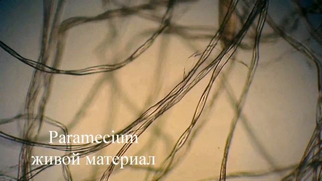Инфузория-туфелька Paramecium смотреть онлайн