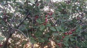 Черешня на даче, на Урале 🍒