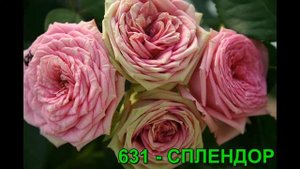 Спрей розы. РОЗЫ ОТ ТАТЬЯНЫ.