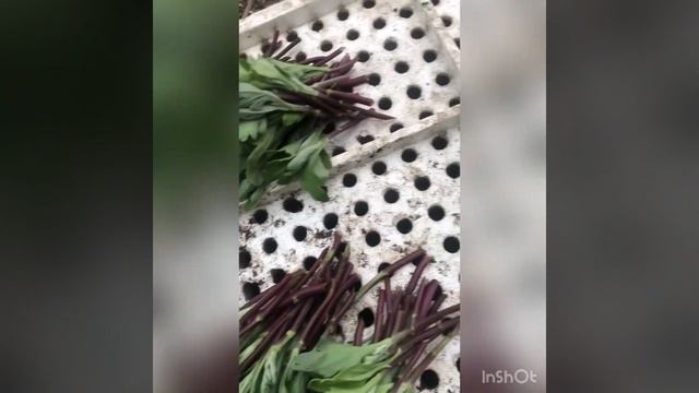 #рассада #черенкование #цветы #краснодар #хризантема