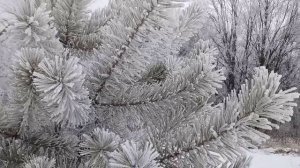 Здравствуйте. С Вами Беларусь ❄️❄️❄️