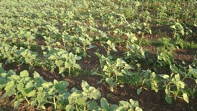 Окучивание подсолнечника. Вот какой был бы тот подсолнух, который я за культивировал. смотреть онлайн