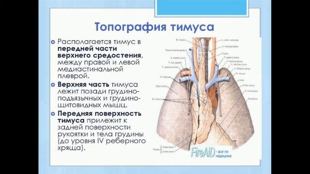Тимус. Вилочковая железа. Нахождение, функции