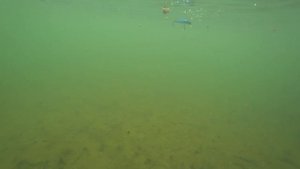 Игра TsuYoki Miser 95F. Подводные съемки. Underwater