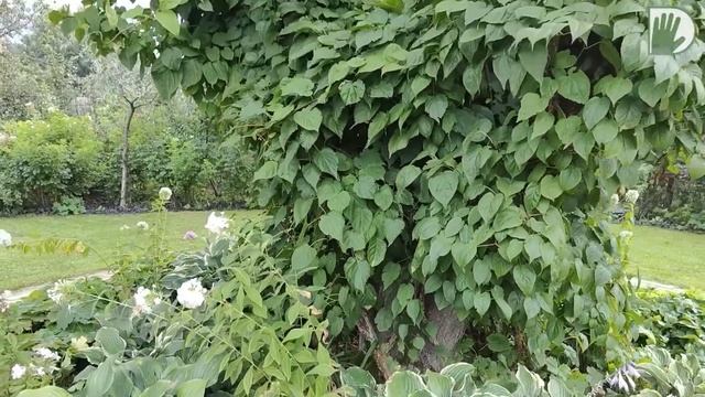 Видео журнал "СОФ №80" Сад ШЕДЕВР на узком участке смотреть онлайн