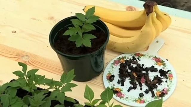 ПОДКОРМИ РАССАДУ ТОМАТОВ БАНАНОВОЙ КОЖУРОЙ!!!