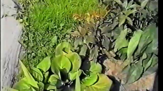 Дизайн дачи Л Шульгиной (1999г) смотреть онлайн