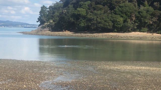 Louie the fisher dog смотреть онлайн