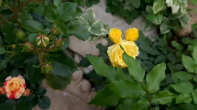 Первый день лета\\дела огородные\\Милана развлекает\\ смотреть онлайн