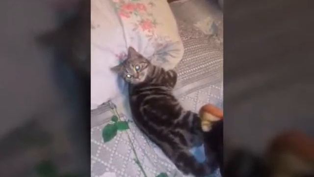 Кота прет от меновазина! Прикол. смотреть онлайн