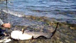 Сом на Волгоградском водохранилище