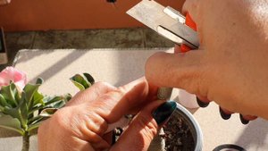 Прививка Адениума на небольшой подвой