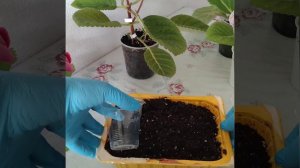 #105 Размножение глоксинии пасынками и фрагментами листа