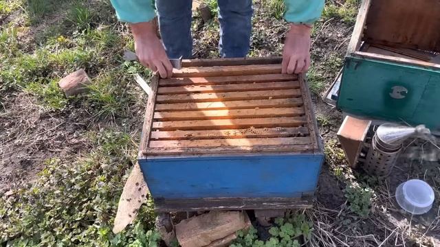 Неожиданно много расплода у пчел зимовавших без утепления смотреть онлайн