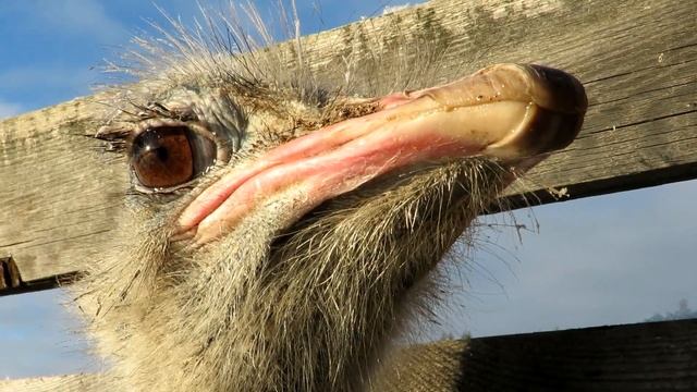 Исследуем Страуса, голова и ноги крупным планом смотреть онлайн