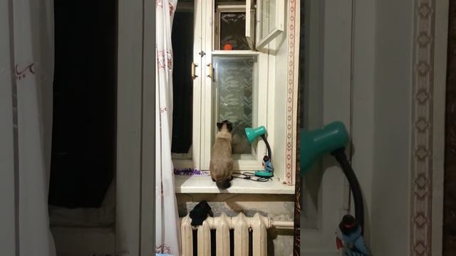 Котэ отжигает смотреть онлайн