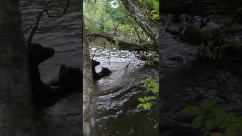 Медведи занимаются каждый своим. #bear