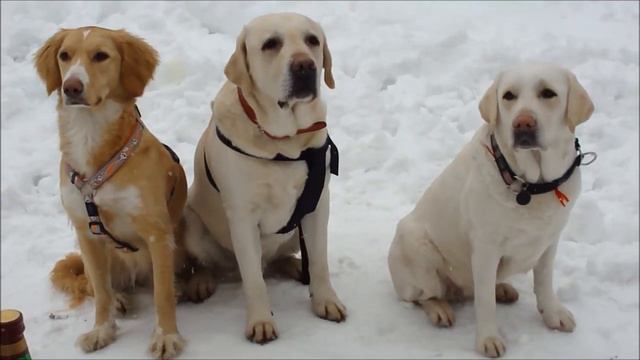 Развилка 26.02.12. Лабрамасленница