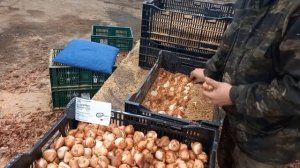Посадка луковиц тюльпана. Выращиваем тюльпаны в опилках.