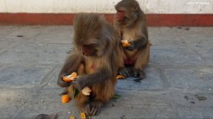 feeding orange to the hungry wild monkey