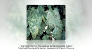 КРОССАНДРА – красиво цветущее растение. Уход и разведение в домашних условиях