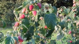 Атлант - надежный ранний сорт сладкой ремонтантной малины