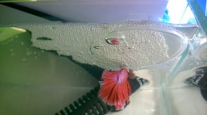 Аквариум для начинающих Петушки Мальки петушков от разных производителей