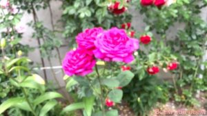 Роза Биг Перпл ( Rose Big Purple ) г.Киев 27.06.2022 г.