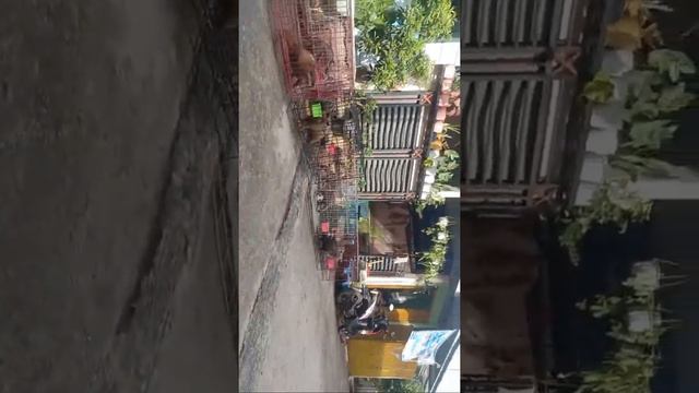 BERDIH BERSIH MUSANG