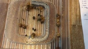 Улитки Архахатина маргината овум и улитята Ахатина фулика||Сколько сантиметров мои улитки???