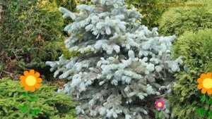 Ель голубая Роял Блю. Краткий обзор, описание характеристик picea pungens Royal Blue