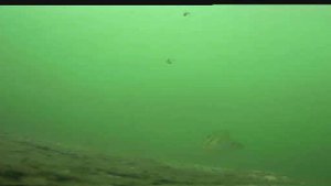 Подводный мир Щучьего озера.mp4