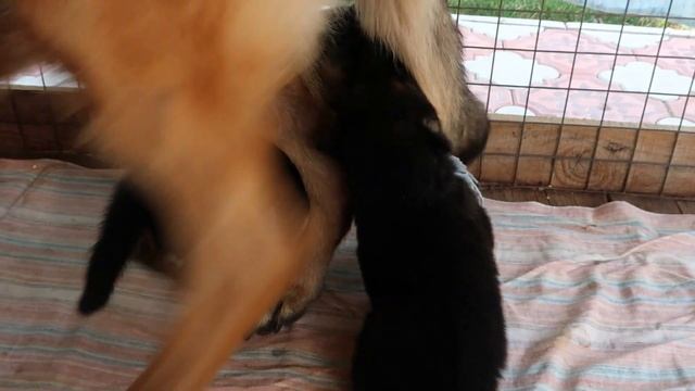 ЩЕНКАМ 25 ДНЕЙ - рацион и немного из ЖИЗНИ... смотреть онлайн