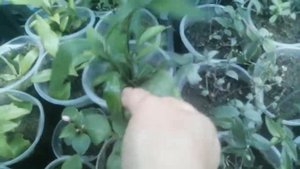 Псевдоэрантемум: условия содержания и размножение.