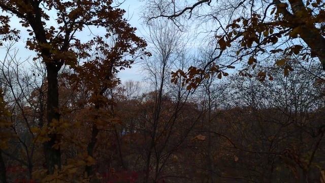 Осенний лес. Красный клён. Тавричанка 26.10.2021