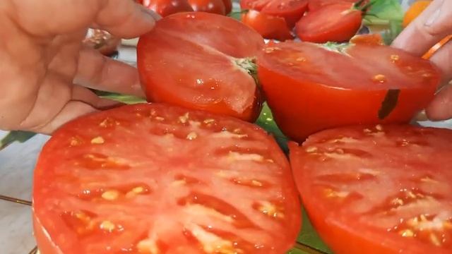 Новая дегустация томатов, давайте наслаждаться. смотреть онлайн