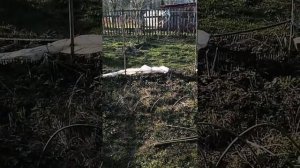 Декоративный бесплатный забор своими руками