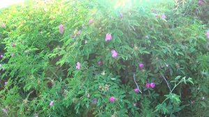 Ультралайт и Лайт на Малой Речке. Отводной Поводок