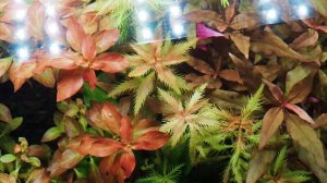 Прозерпинака палюстрис (Proserpinaca palustris) условия содержания и разведения в аквариуме