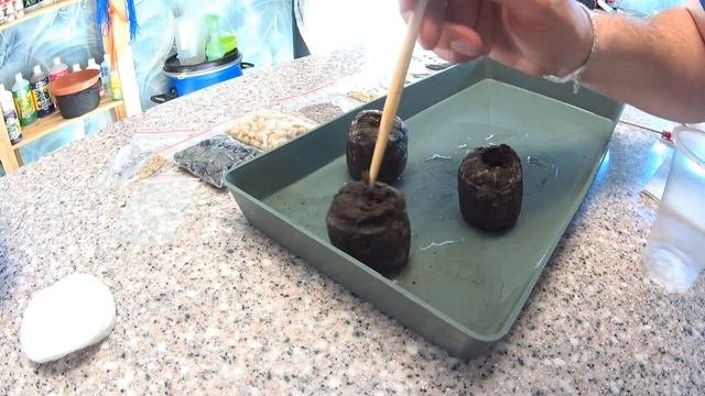 Как прорастить семена. Лучший и простой способ.