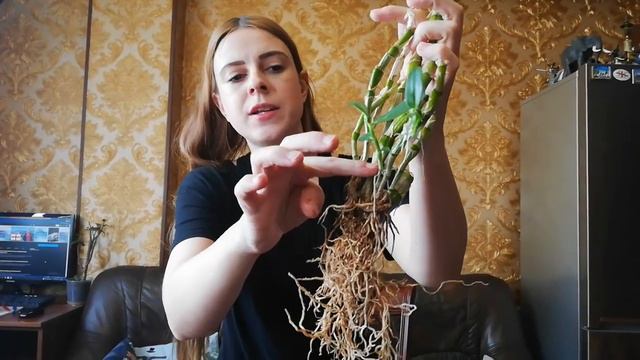 Kindel der Dendrobium nobile entfernen | Blähton| Hydroponic | FWC смотреть онлайн