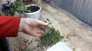 Фуксия так и манит!!! ФУКСИМАНИЯ!