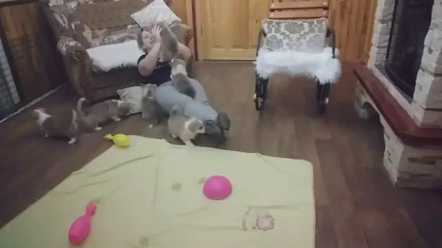 Корги захват наших сердец))) смотреть онлайн