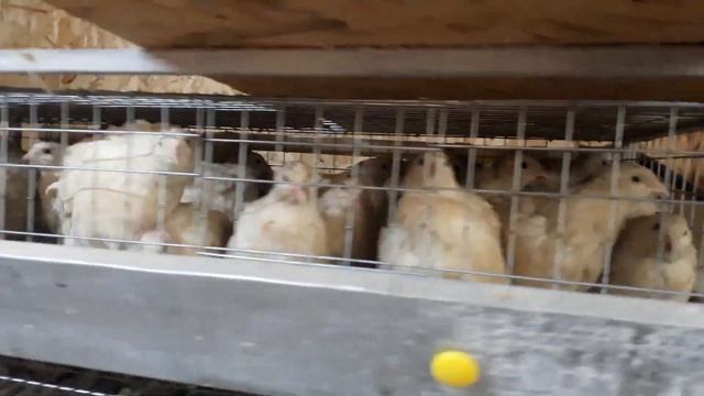 Забой перепелов на лето# истребляем стадо и уходим в летний отпуск смотреть онлайн