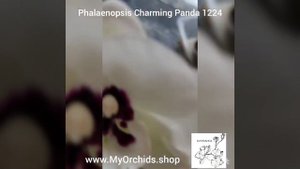 Phalaenopsis Charming Panda "1224"0220624 141933558