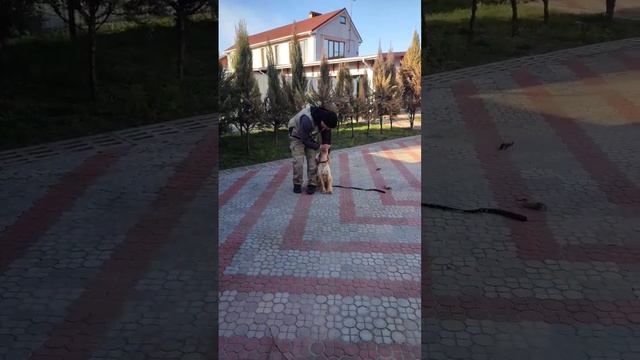 Русский охотничий спаниель. Дрессировка, послушание. #русскийспаниель #спаниель #dog #dogtraining