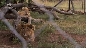 Дикая природа Рожденные свободными _ From Cubs to Kings HD .mp4