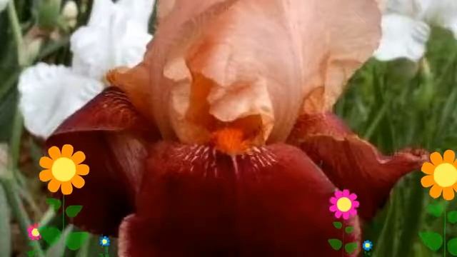 Ирис германский Cimmaron Strip. Краткий обзор, описание характеристик, где купить саженцы смотреть онлайн